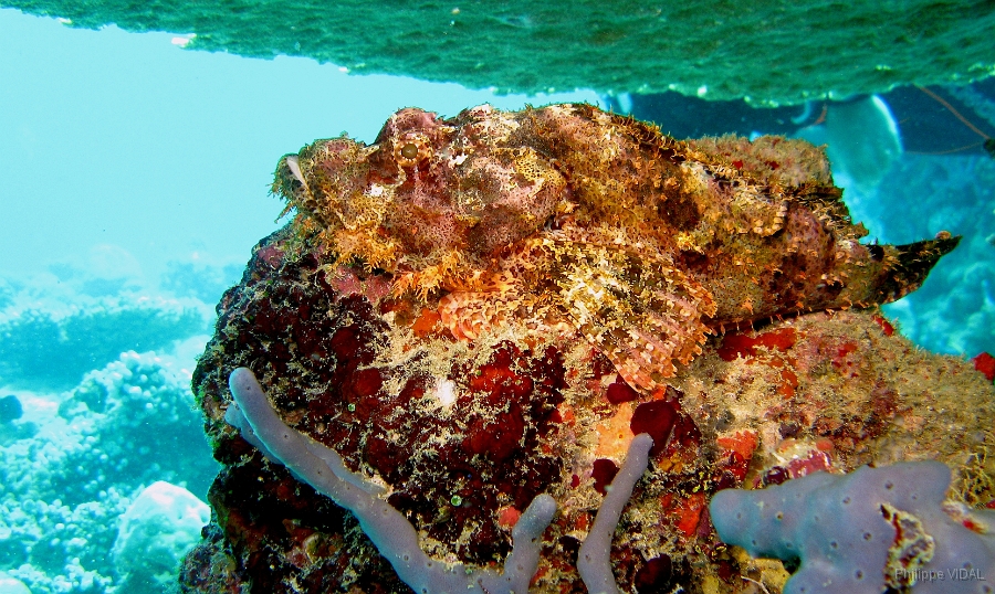 IMG_7723rc_Maldives_Madoogali_Poisson scorpion a guenilles - Scorpaenopsis venosa.jpg